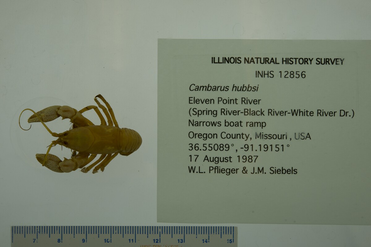 Cambarus hubbsi image